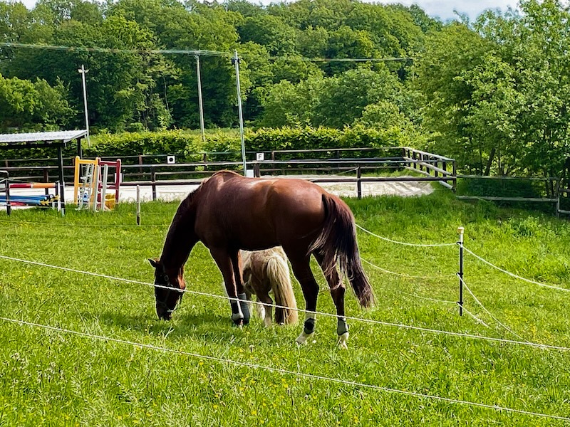 Leben mit Pferd